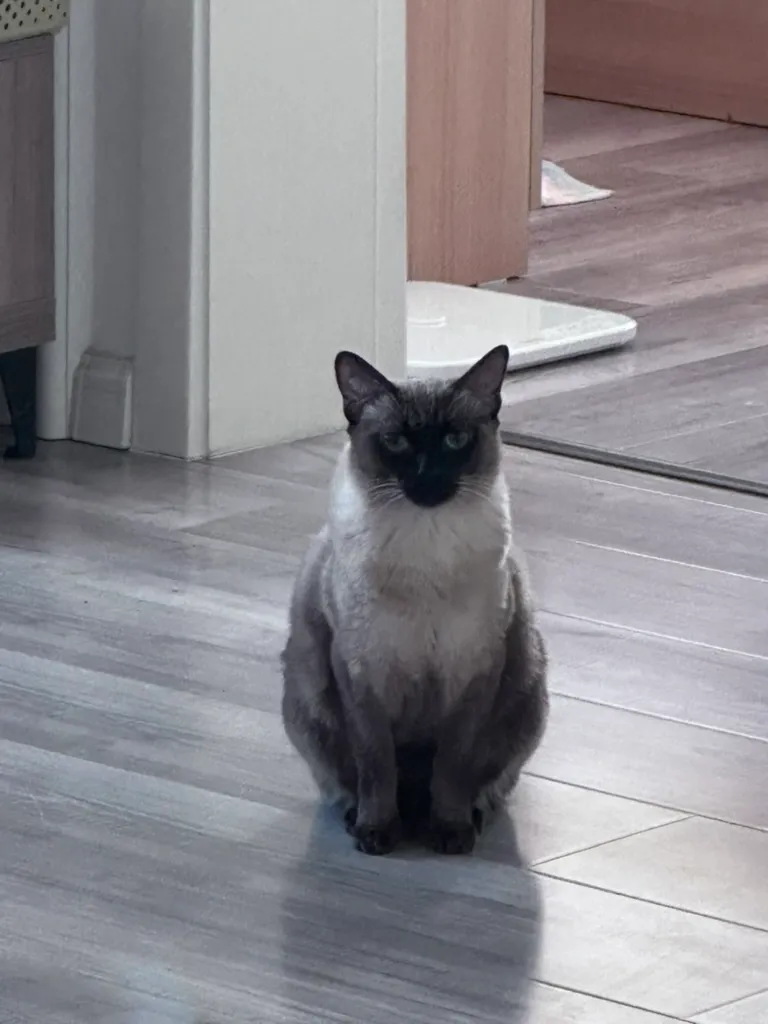 cat